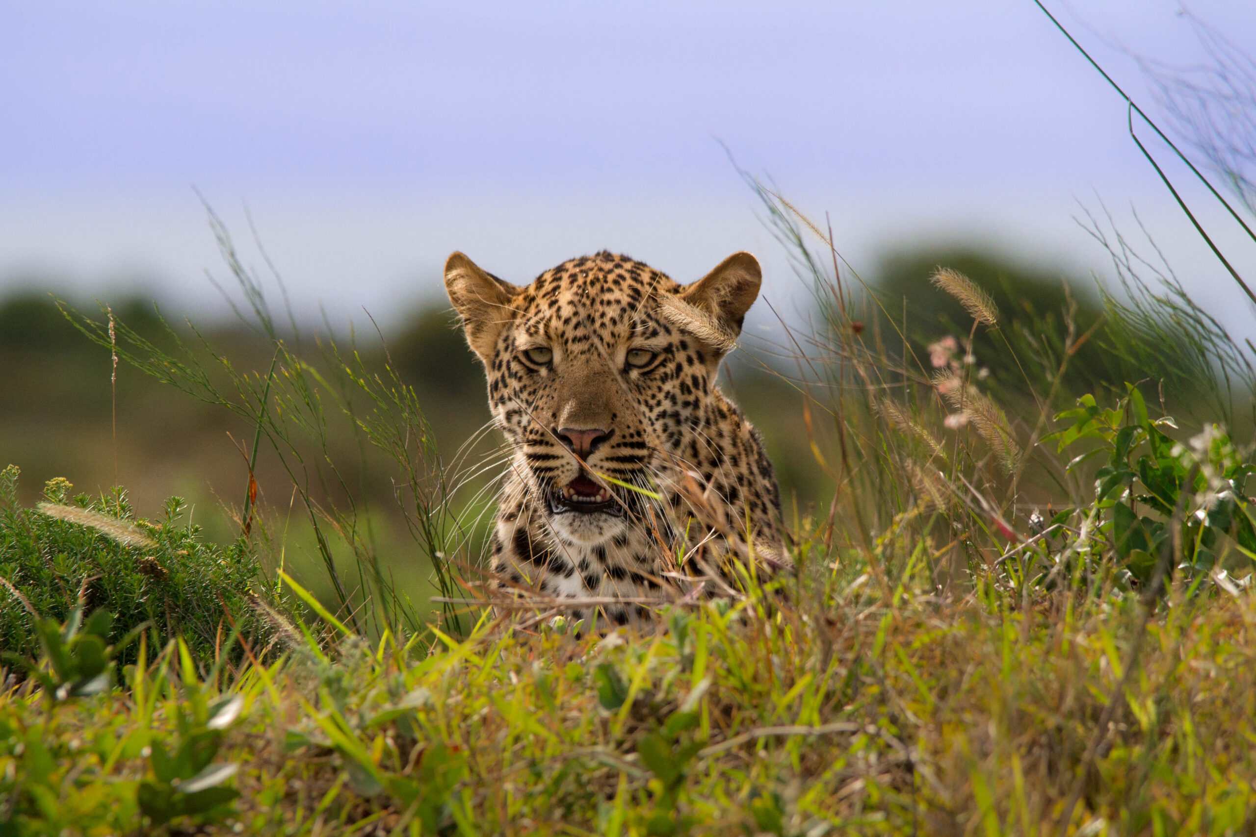 3-day-hluhluwe-safari