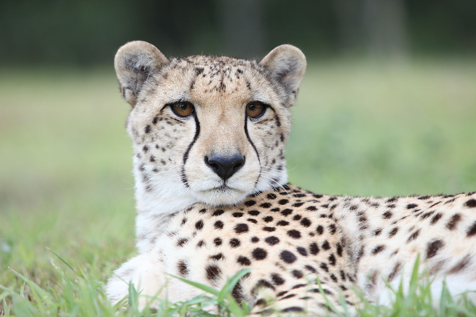 Cheetah