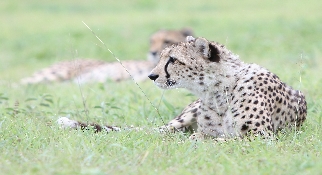 Cheetah
