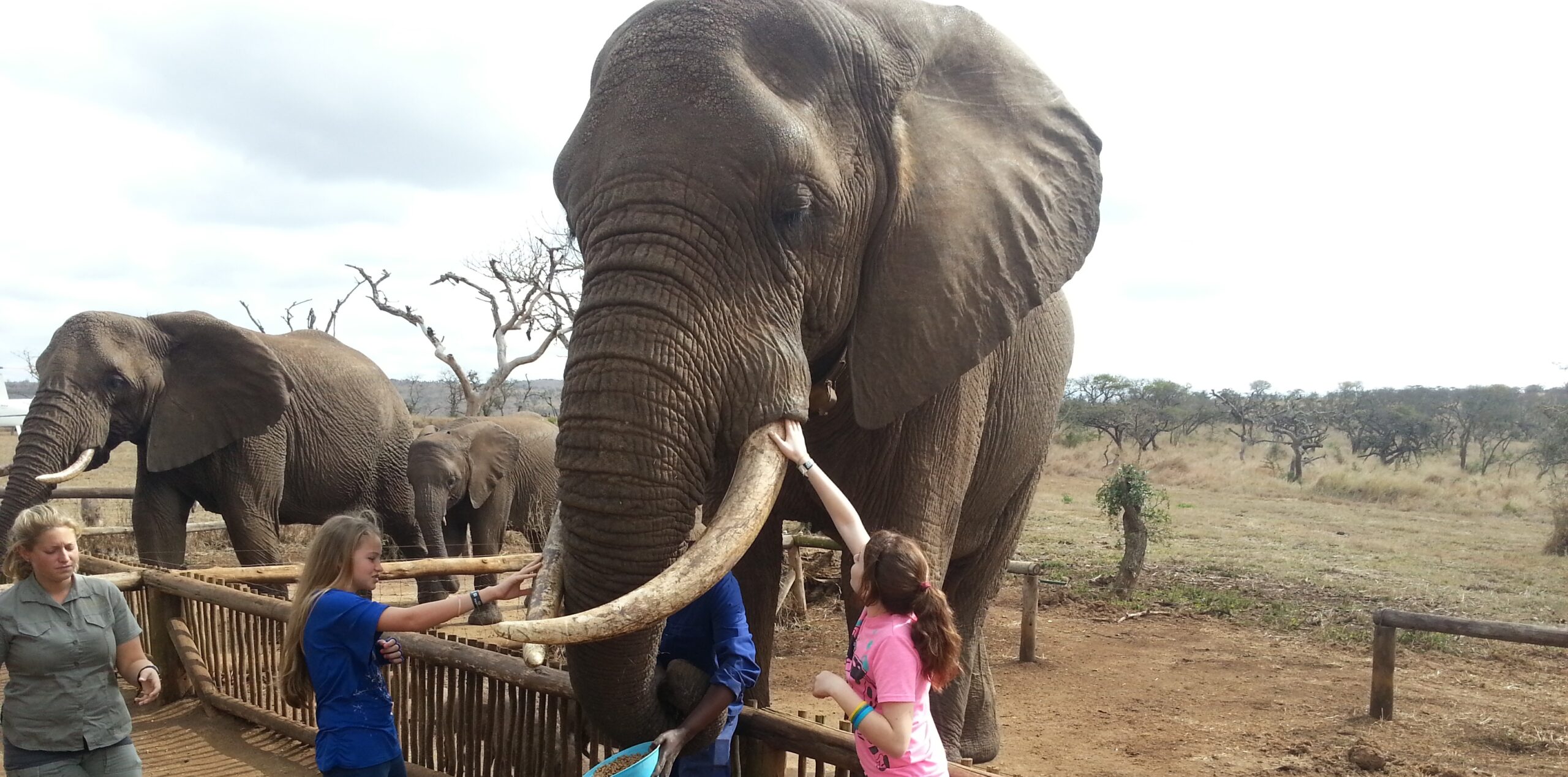 Elephant interaction