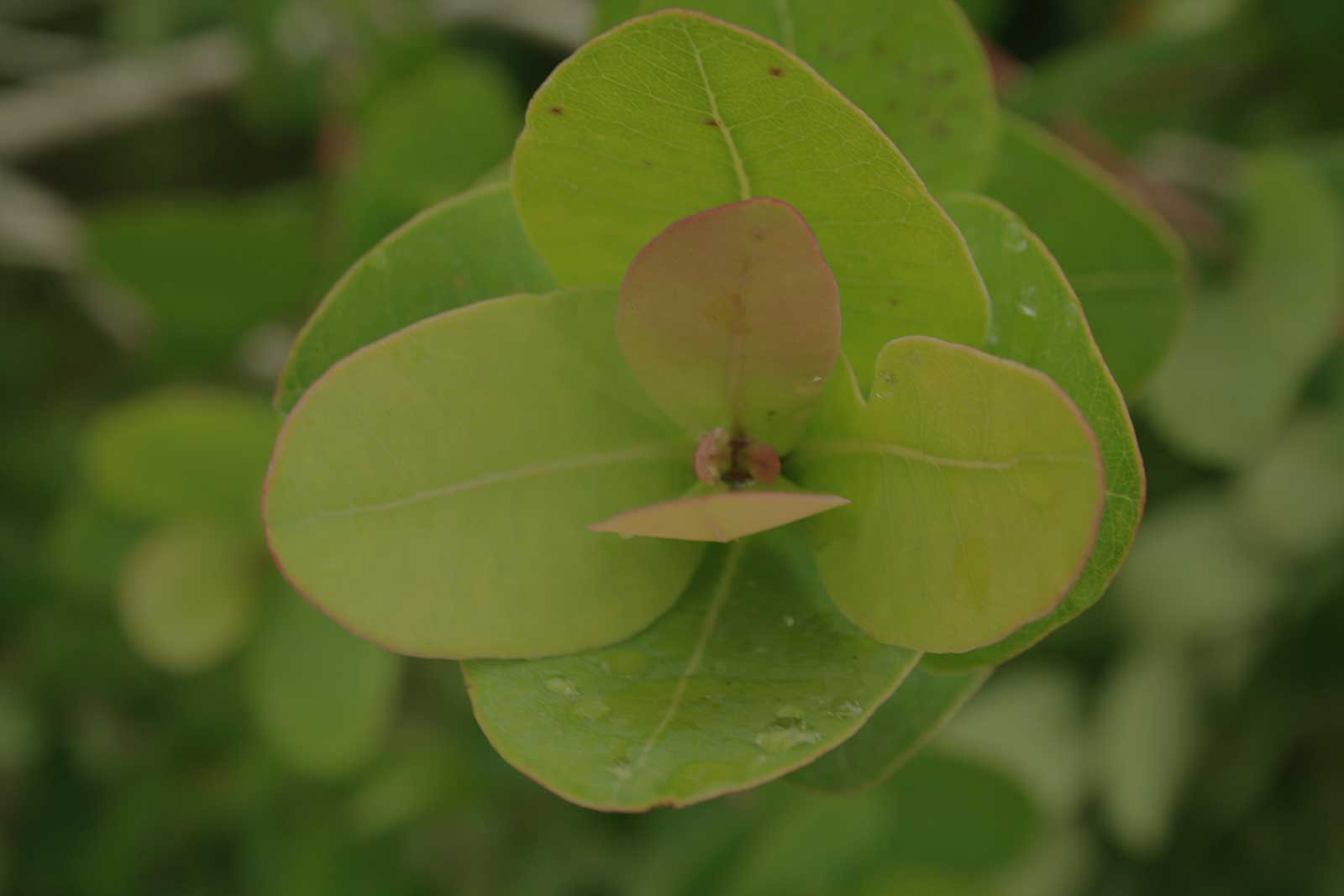 about-plant