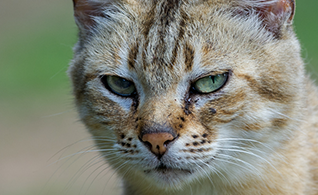 african-wild-cat-nov-2013-05