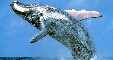 beautiful-breath-of-humpback-our