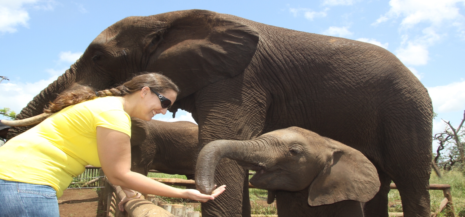 Elephant interaction