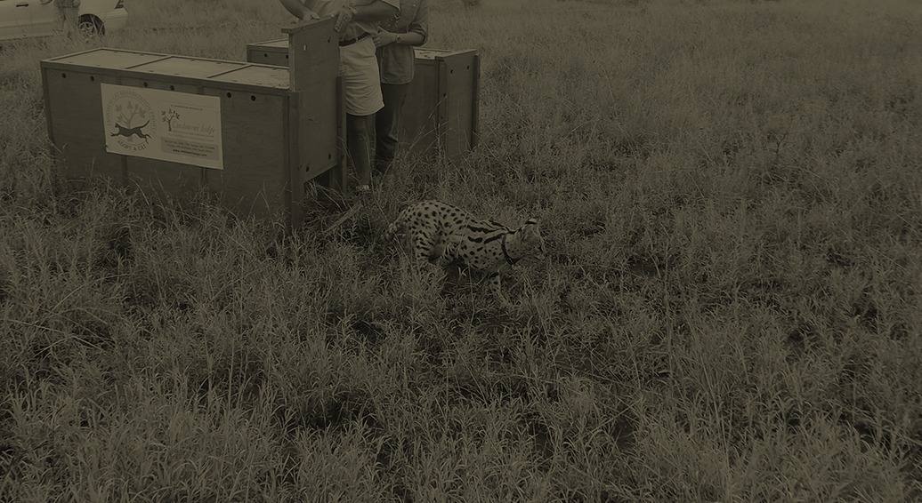 release-img
