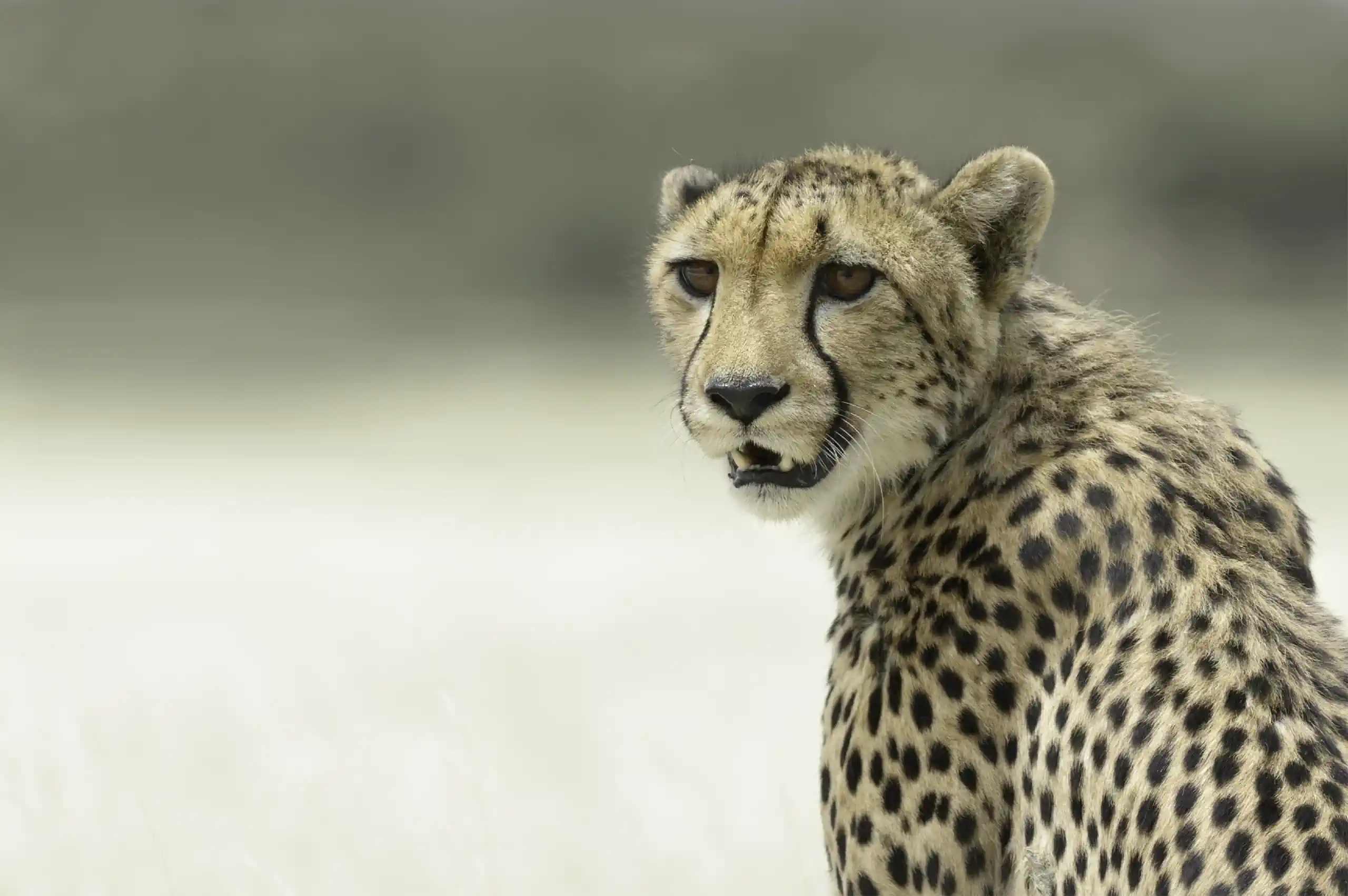Cheetah 2017, 03