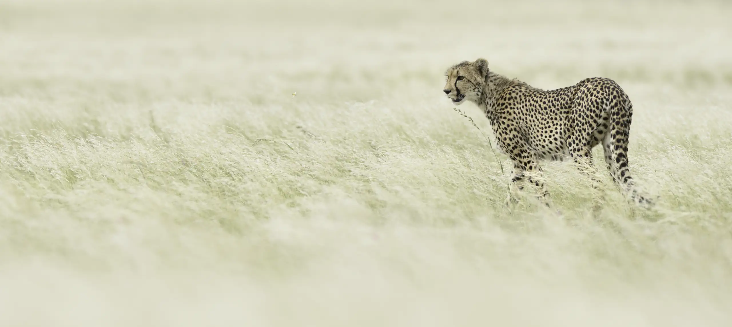 Cheetah 2017, 04