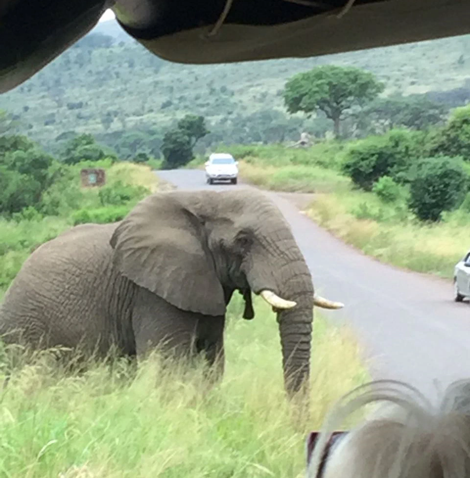 Elephant Interaction