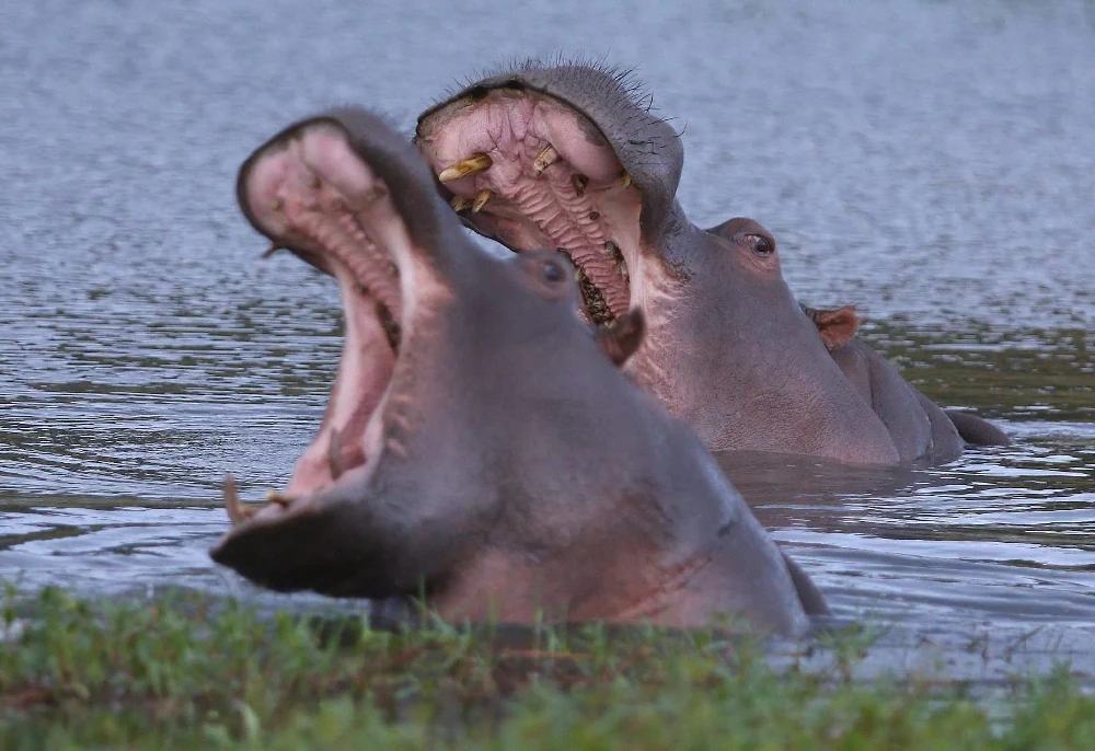 St Lucia Hippos